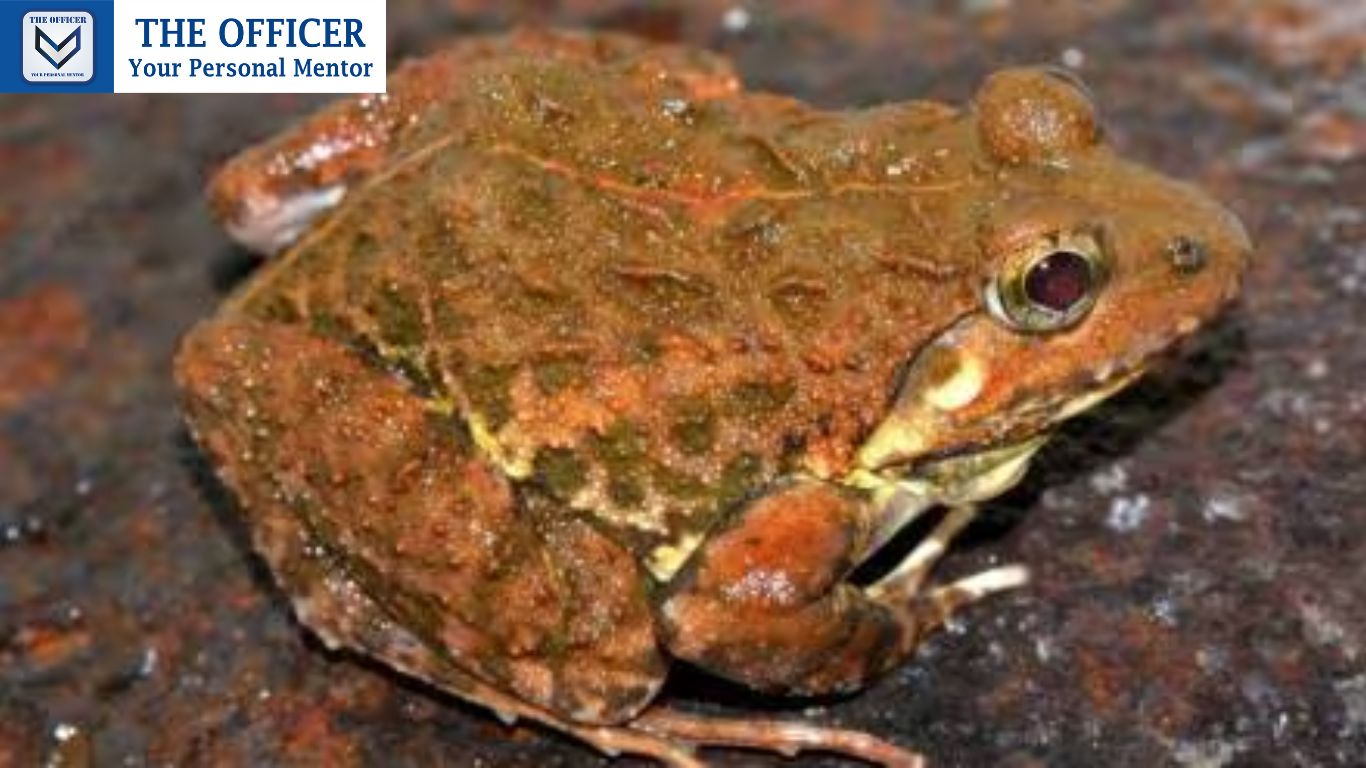 New species of frog discovered in Mahabaleshwar